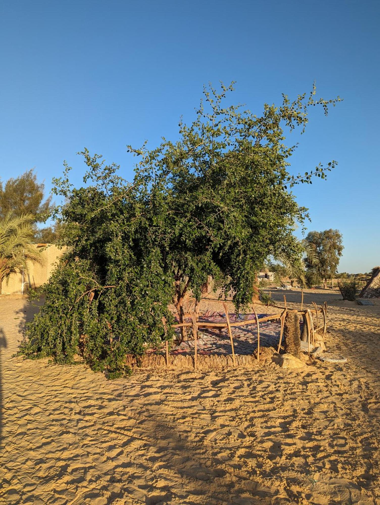 Cafour House Siwa - Hot Spring Hotel Siwa Oasis Exterior foto